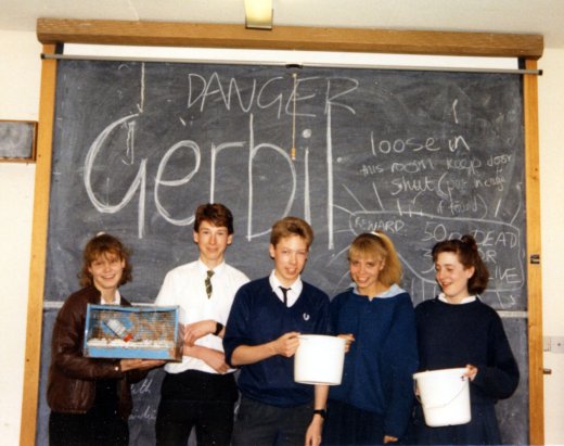 gerbil